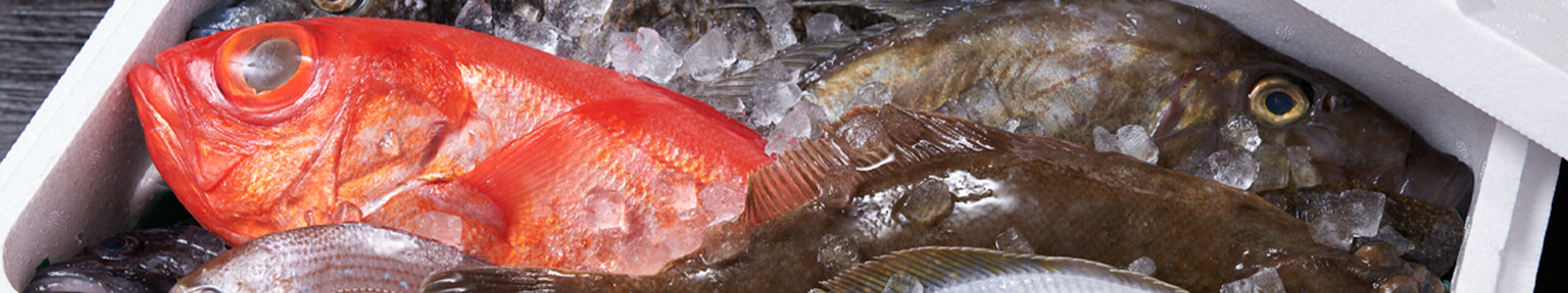 五島列島 鮮魚通販